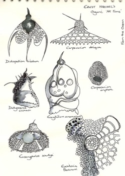 Sketchbook - Haeckel drawings